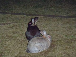 100407公園に出没するウサギ.jpg